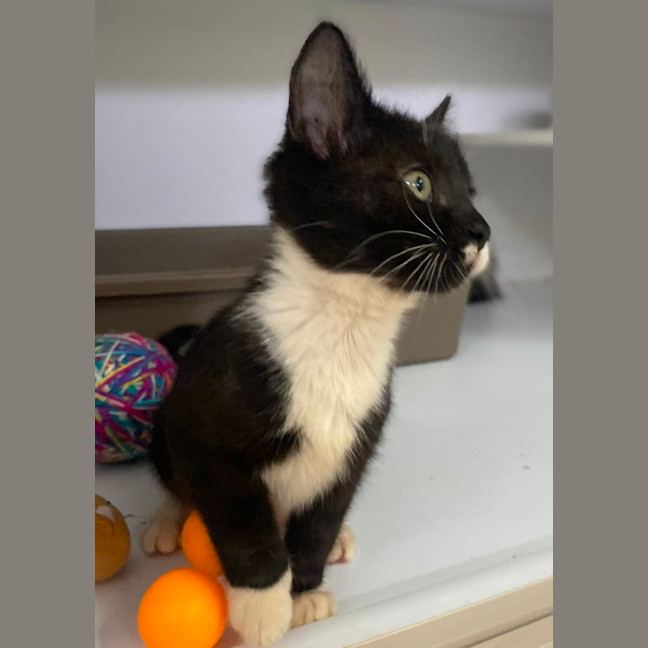 Photo of Shanti (9965)