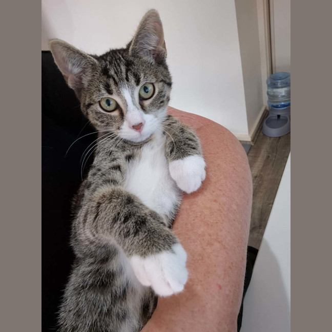 Photo of Storm Meet Me@Petstock Dandenong Store