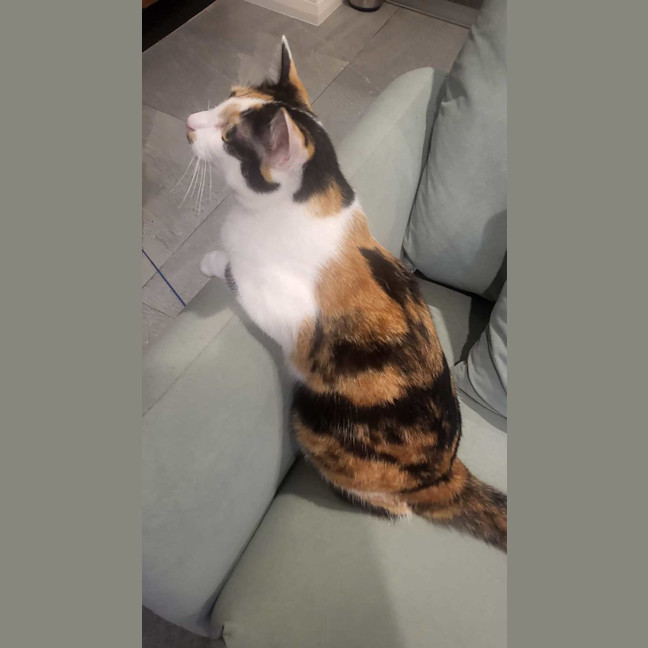 Photo of Mia Calico