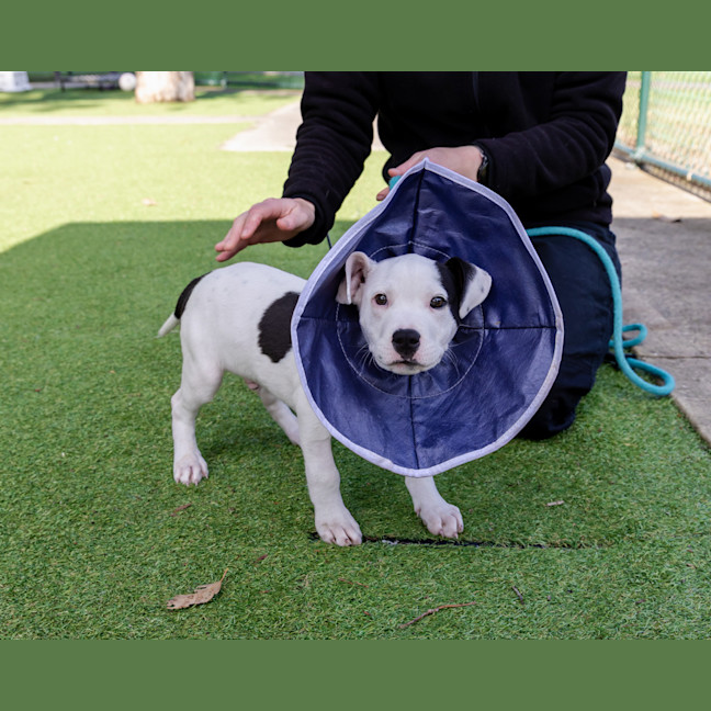 Photo of Fickelgruber