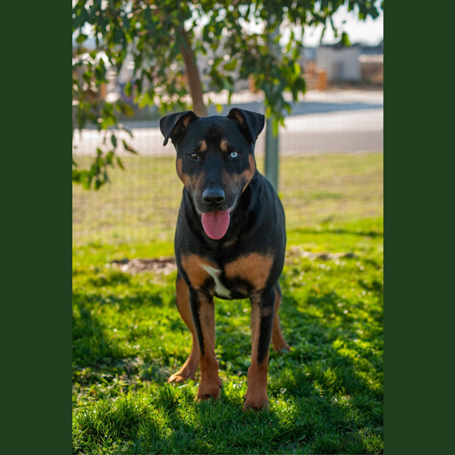 Photo of Dozer