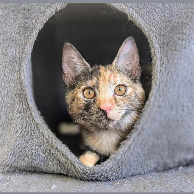 Photo of Willow & Dream 