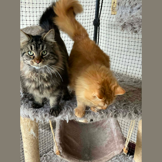 Photo of Gingersnaps And Azrael 