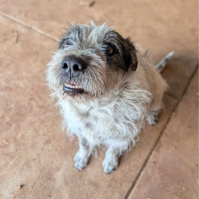 Photo of Scamp