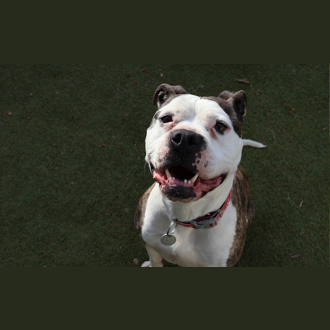 Photo of Bonita