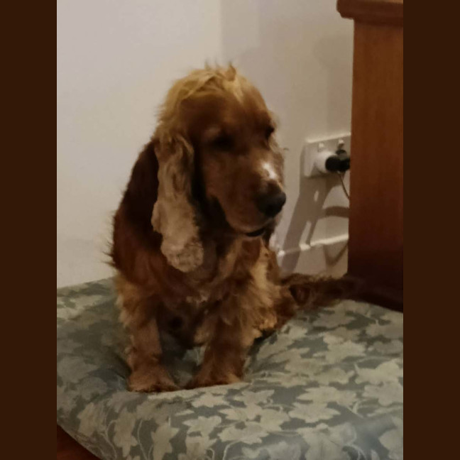Photo of Dudley