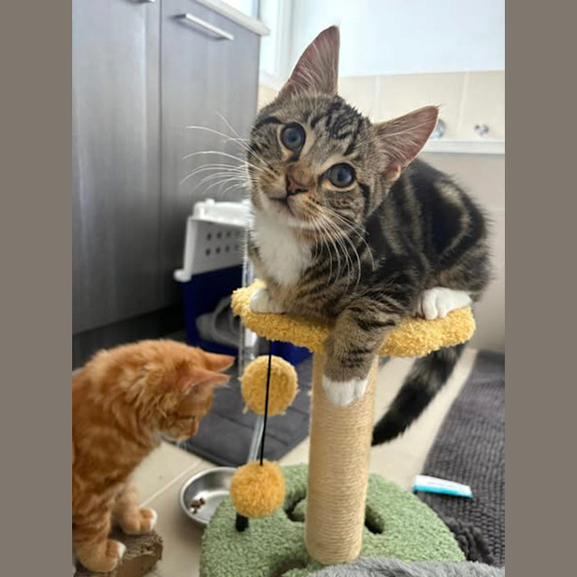 Photo of Sulley (Was Mogs)