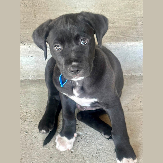 Photo of Cosmo