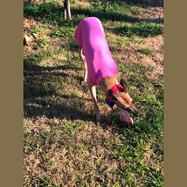 Photo of Tina The Greyhound