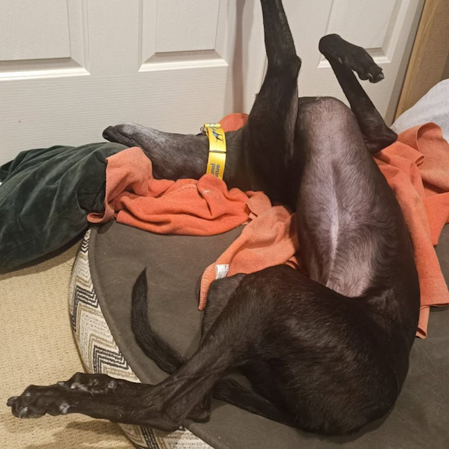 Photo of Rosko The Greyhound