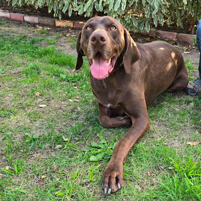Photo of Huey