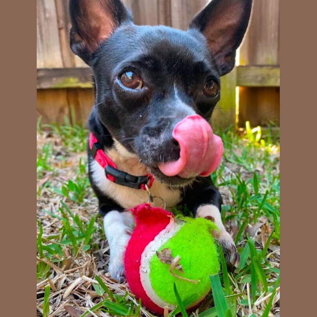 Photo of Lola