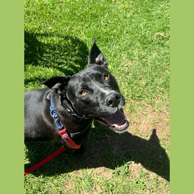 Photo of Tobi