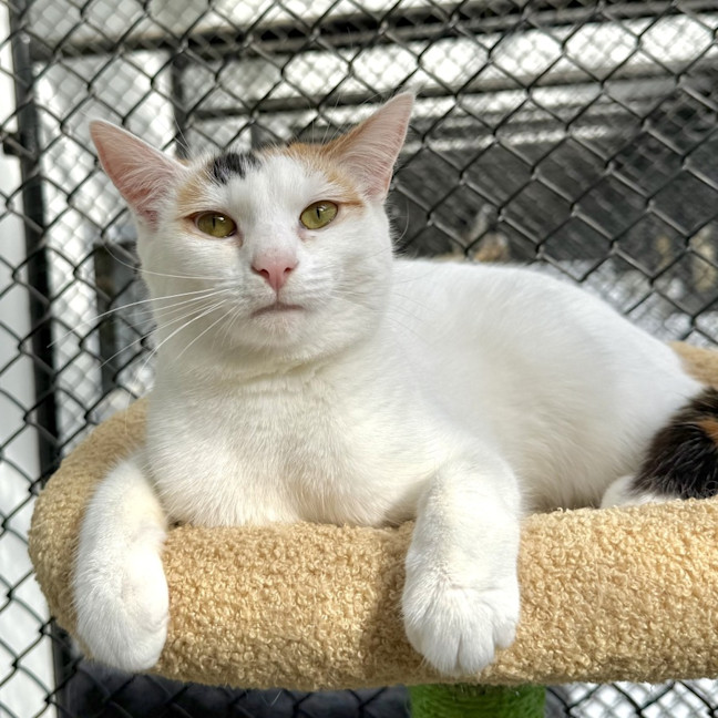 Photo of Lilly