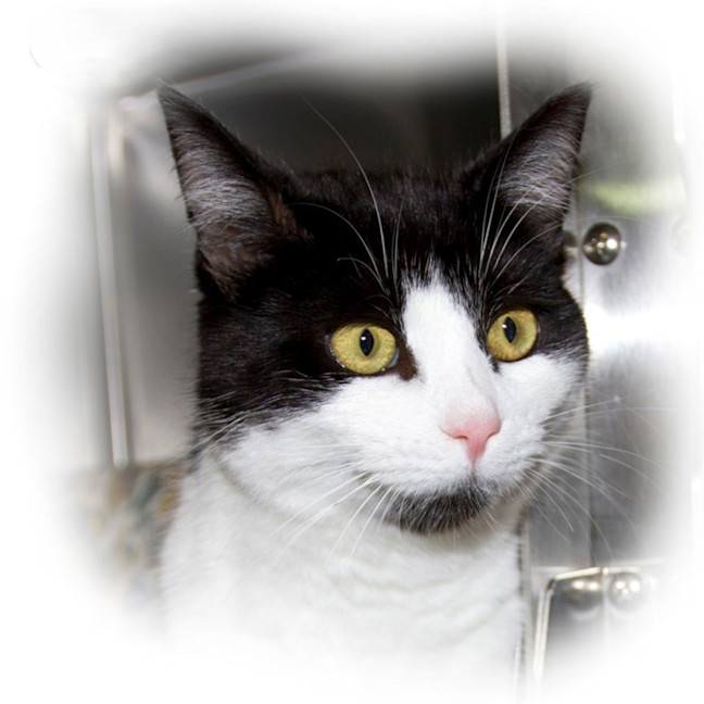 Photo of Clyde