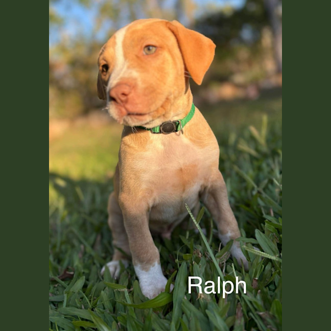 Photo of Ralph