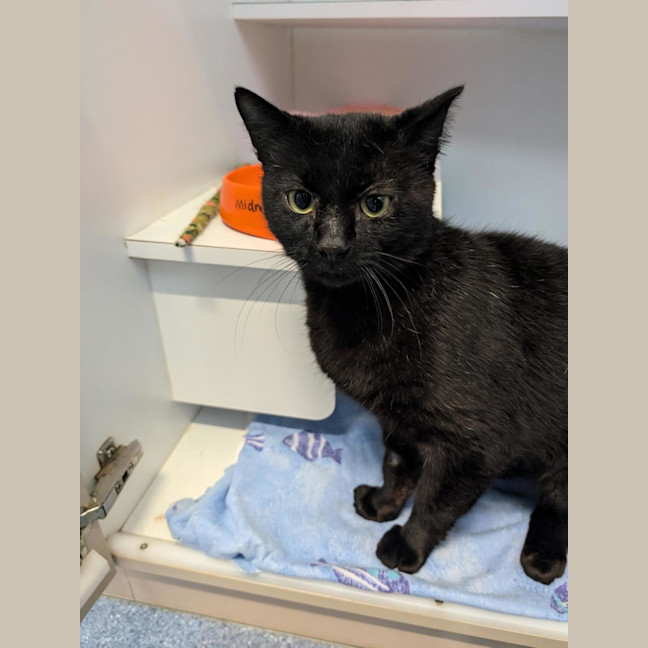 Photo of Midnight