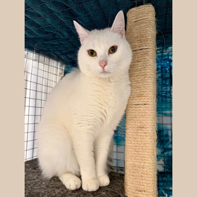 Photo of Rascal