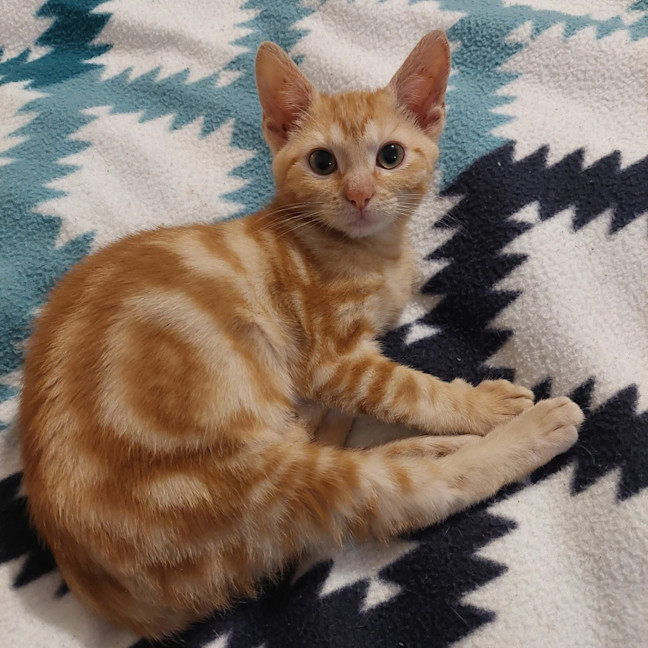 Photo of Marigold