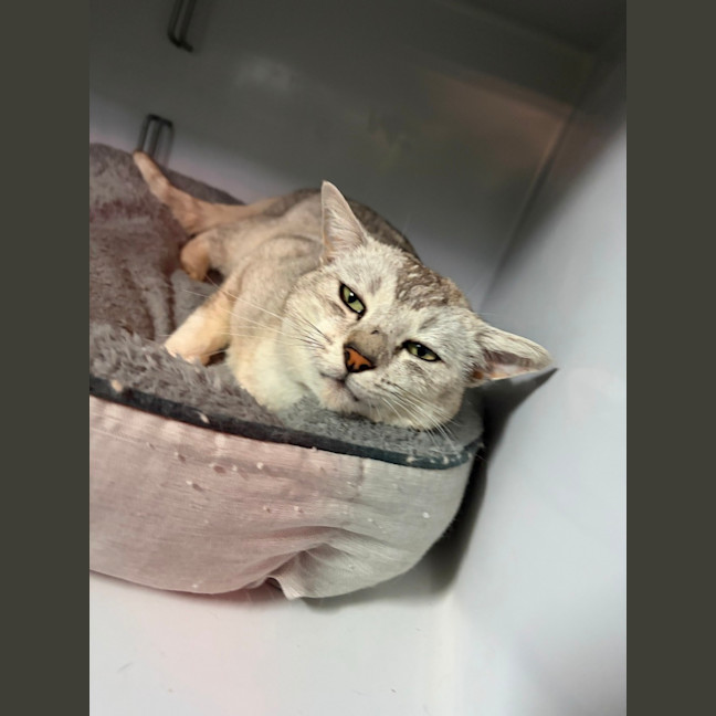 Photo of Fizz