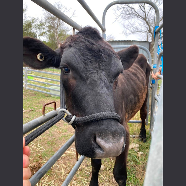 Photo of Moose 