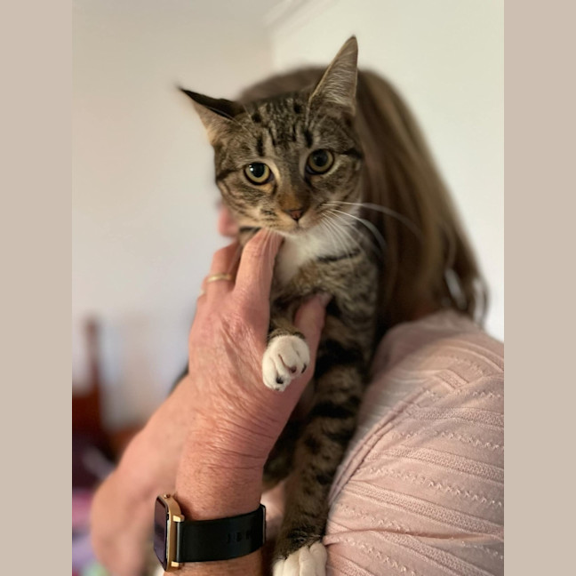 Photo of Nibbler **2nd Chance Cat Rescue**