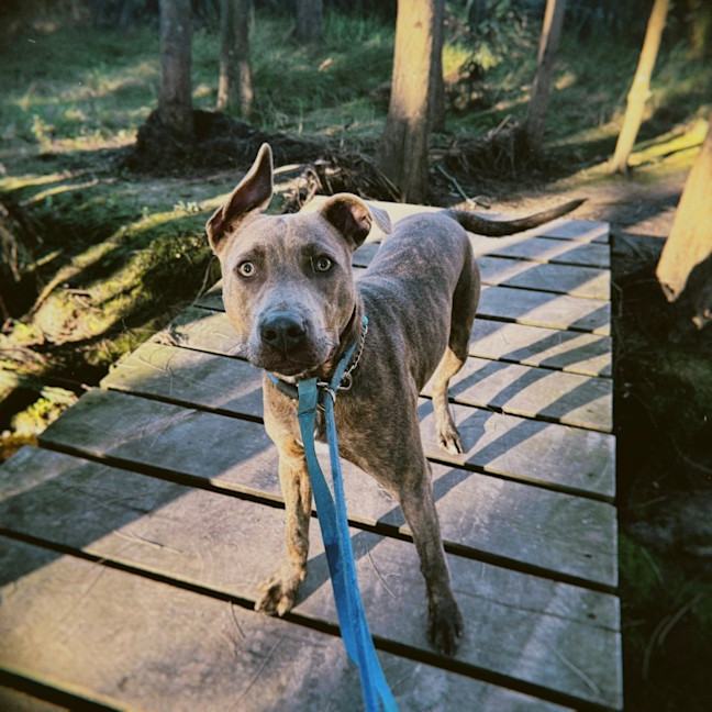 Photo of Dusty