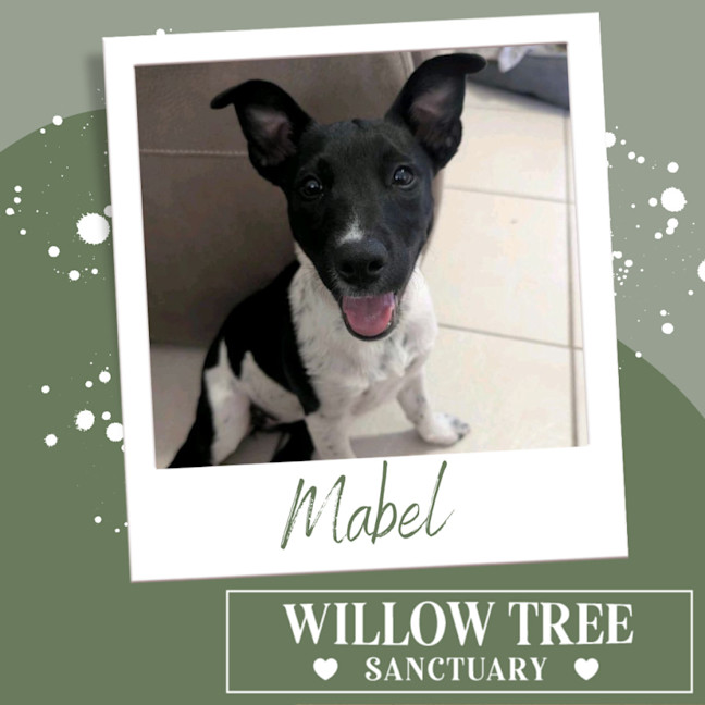 Photo of Mabel