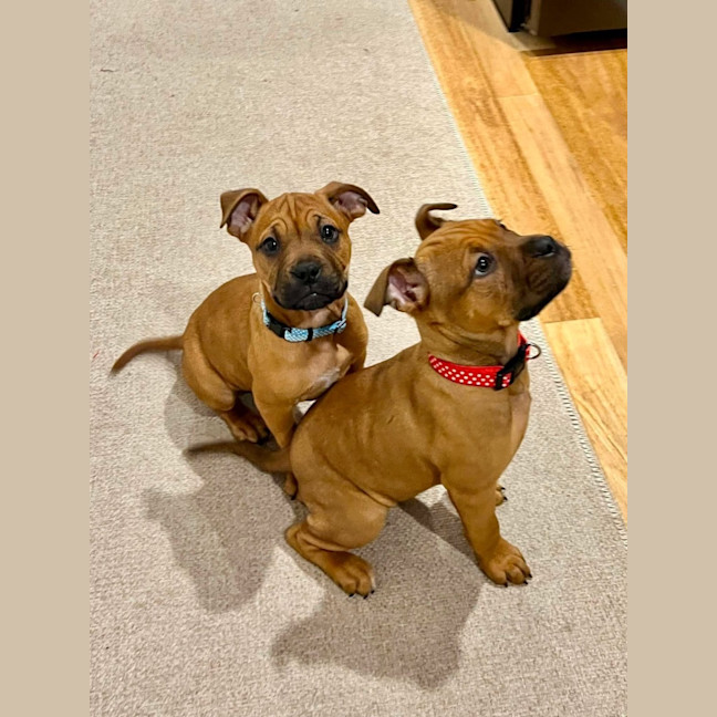 Photo of Spice Girls Litter
