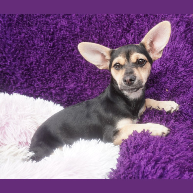 Photo of Pixie