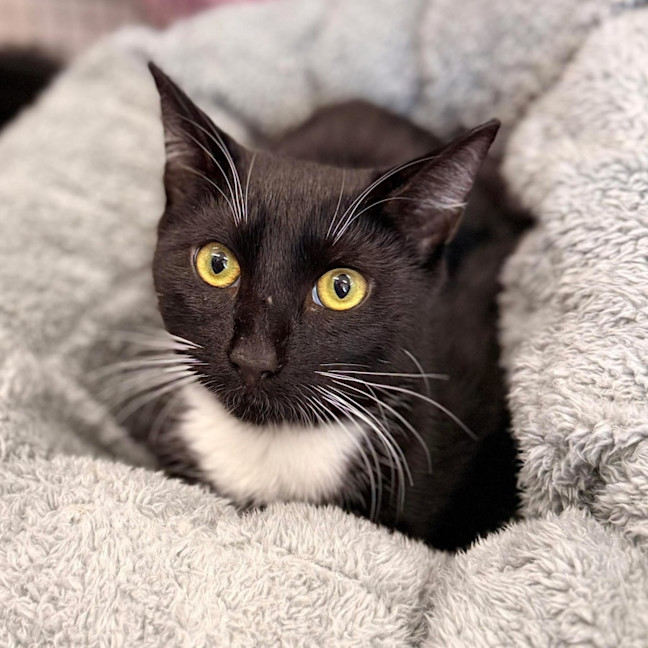 Photo of 13166   Tux