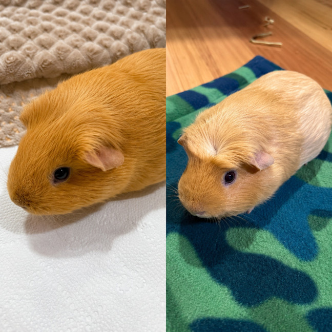 Photo of Meatball & Danish