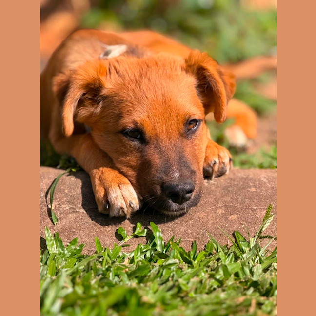 Photo of Jet Lee