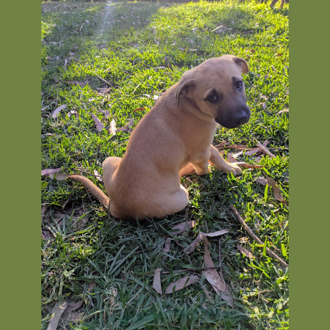 Photo of Dandelion