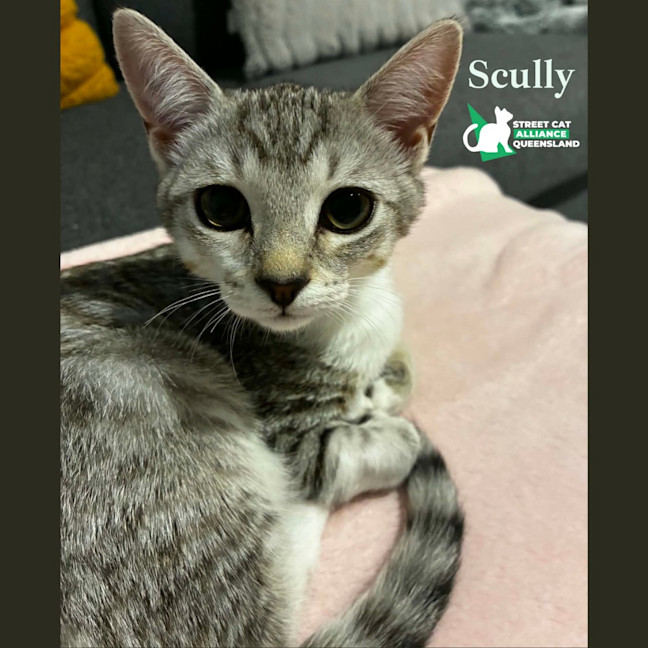 Photo of Scully