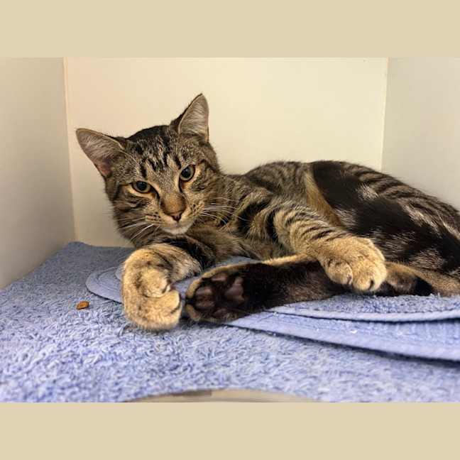Photo of Apollo