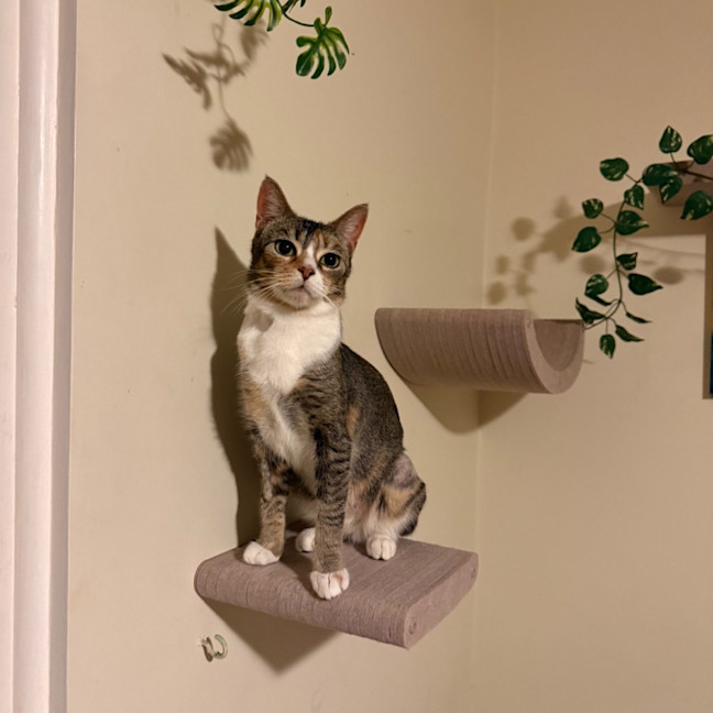Photo of Rosie