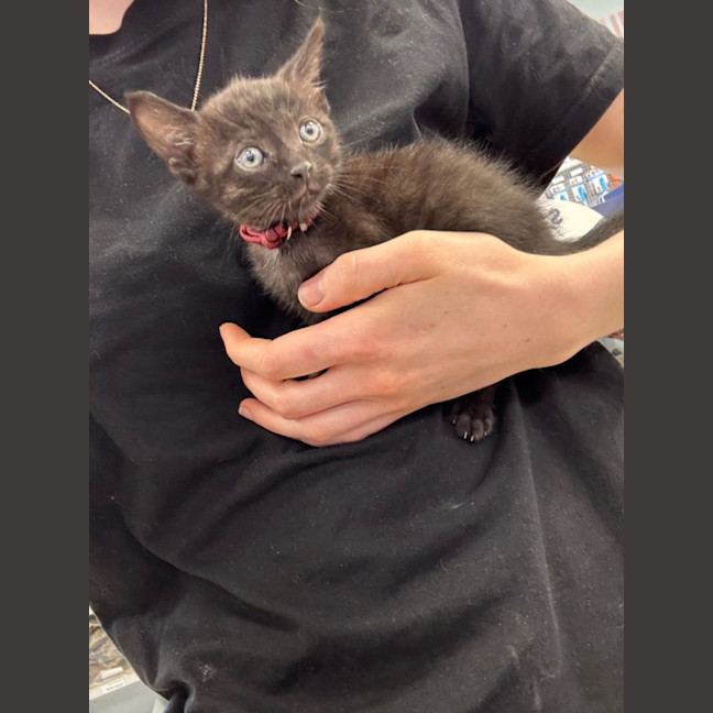 Photo of Comet