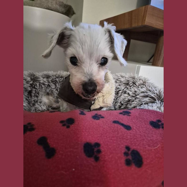 Photo of Alfie