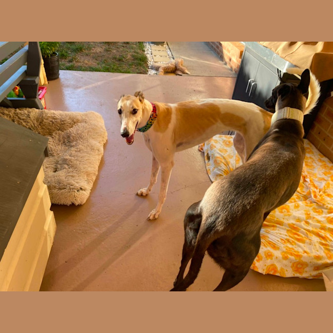 Photo of Ella, The Greyhound