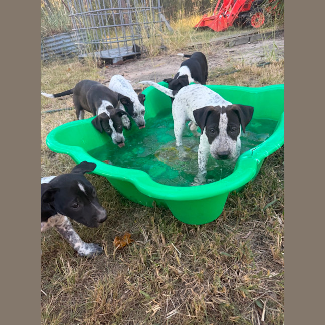 Photo of Domino (Bessie's Puppy)