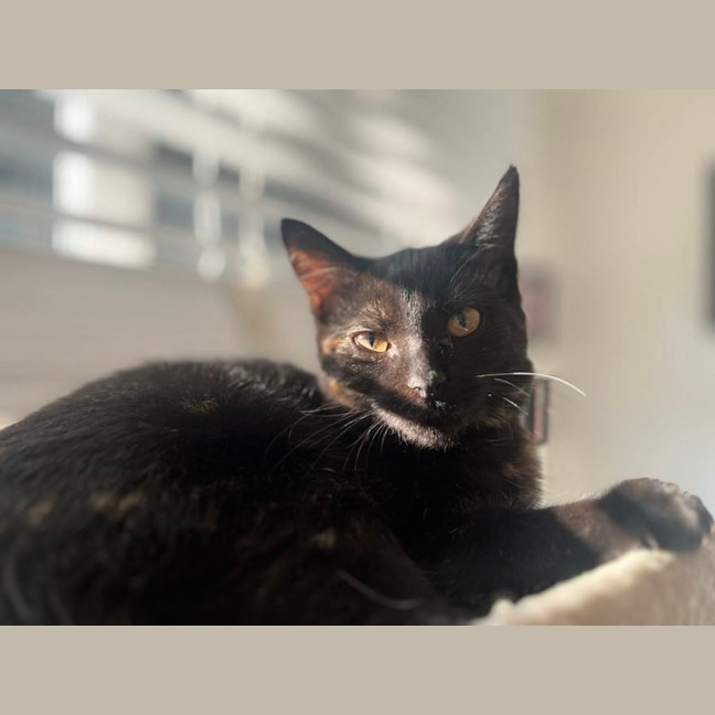 Photo of Piper   Located In Frankston