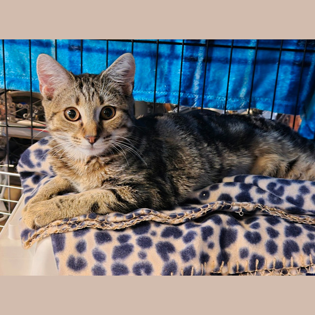 Photo of Autumn   Located In Templestowe