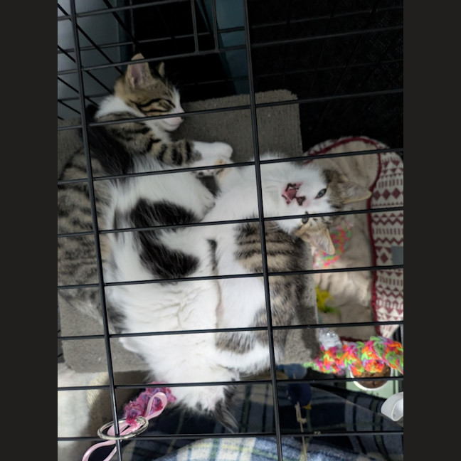 Photo of Lightning Snail