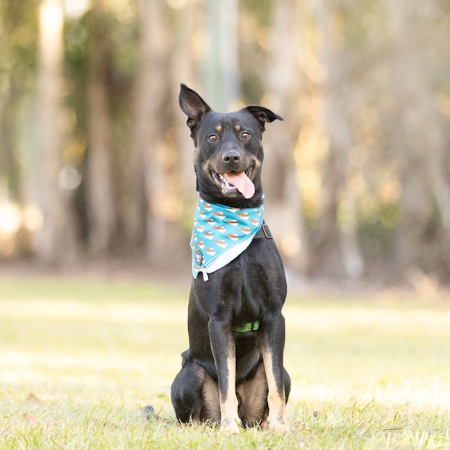 Photo of Buddy