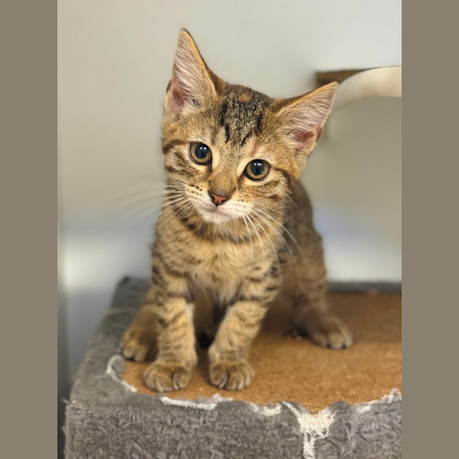 Photo of Honey 