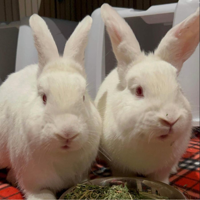 Photo of Milkshake And Tilly