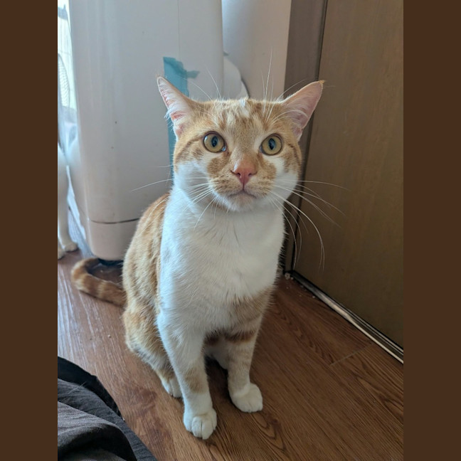 Photo of Miles