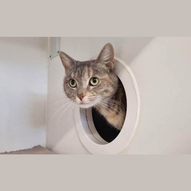 Photo of Freya