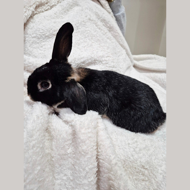 Photo of Pepper